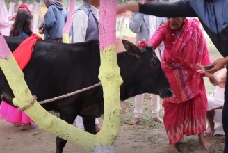 आज राष्ट्रिय जनावर गाई पूजन दिवस
